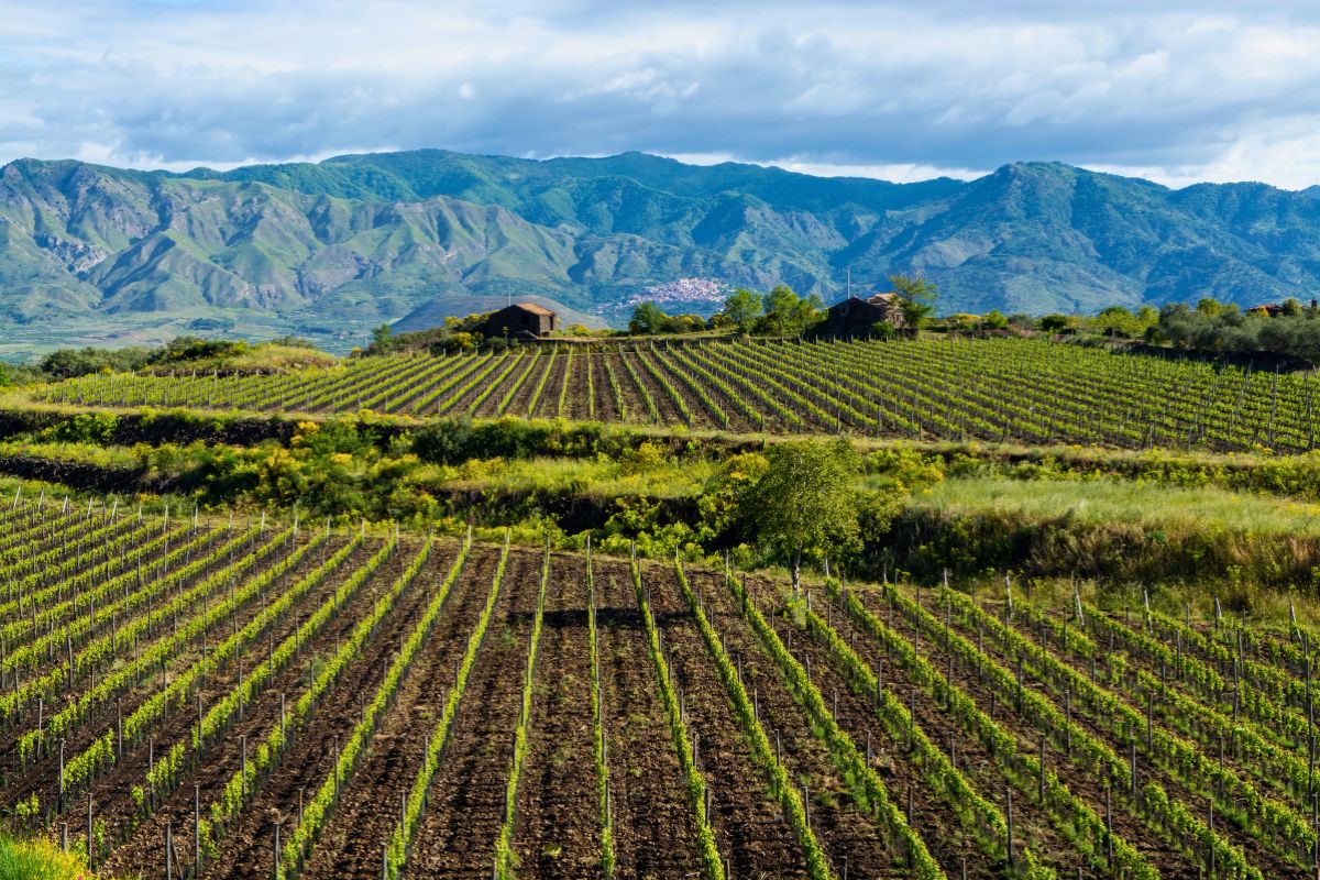Vineyards in Sicily, Italy