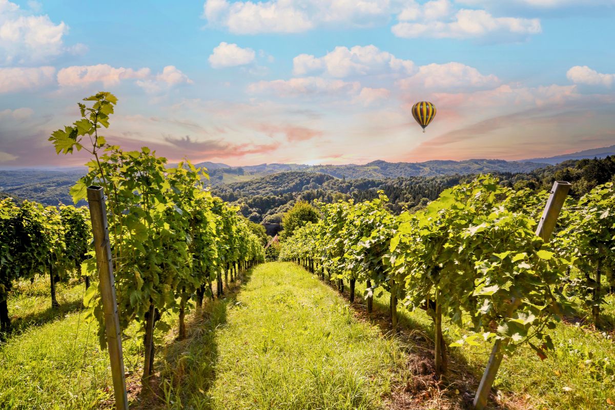 A hot air balloon over a vineyard in Tuscany, Italy