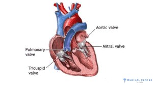Heart Valve Replacement in Turkey
