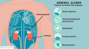 What Is Adrenal Cancer and How It Is Treated?