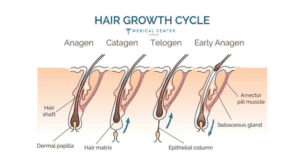 A guide to stem cell hair transplants