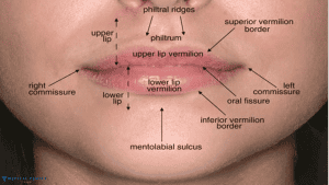 The Lip Fillers Cost in Turkey 2025