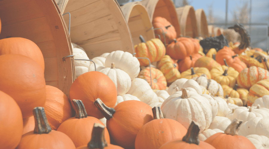 Pumpkin Harvest - A Time for Celebration