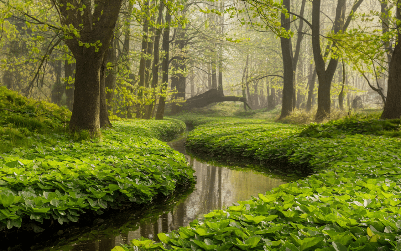 Sous-bois humide avec ail des ours et ruisseau