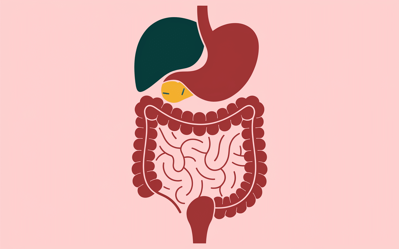 Schéma explicatif fonctionnement coupe-faim dans estomac