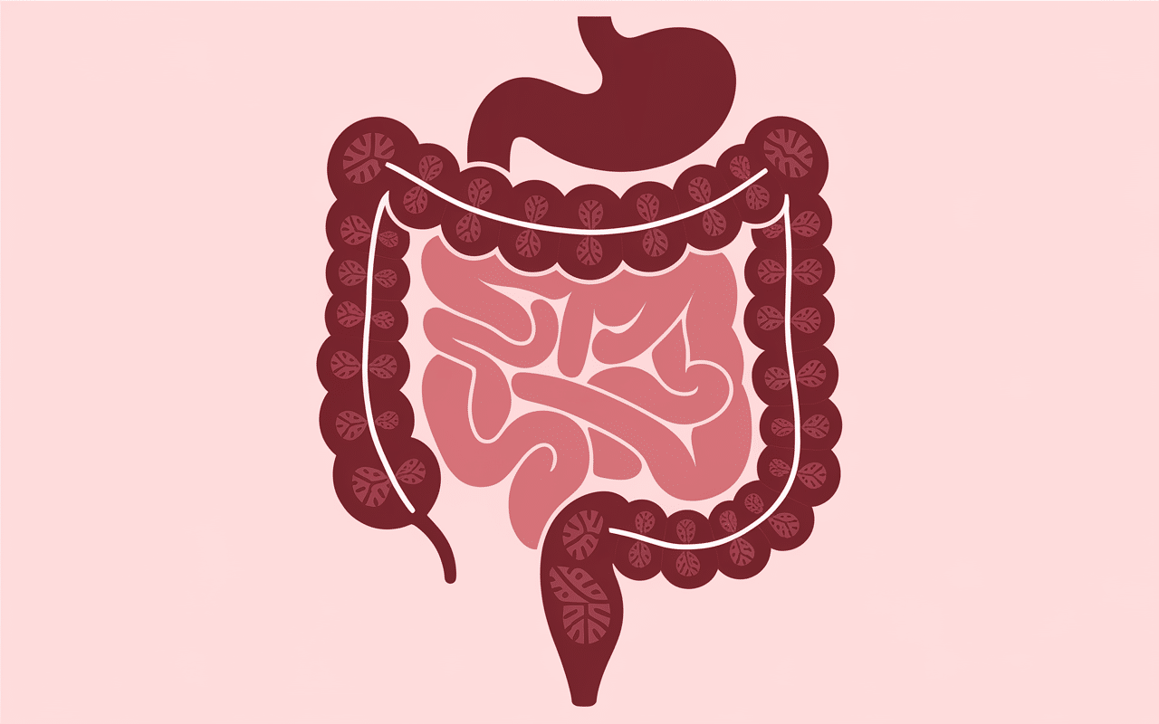 Schema systeme digestif regime sans residu duration courte