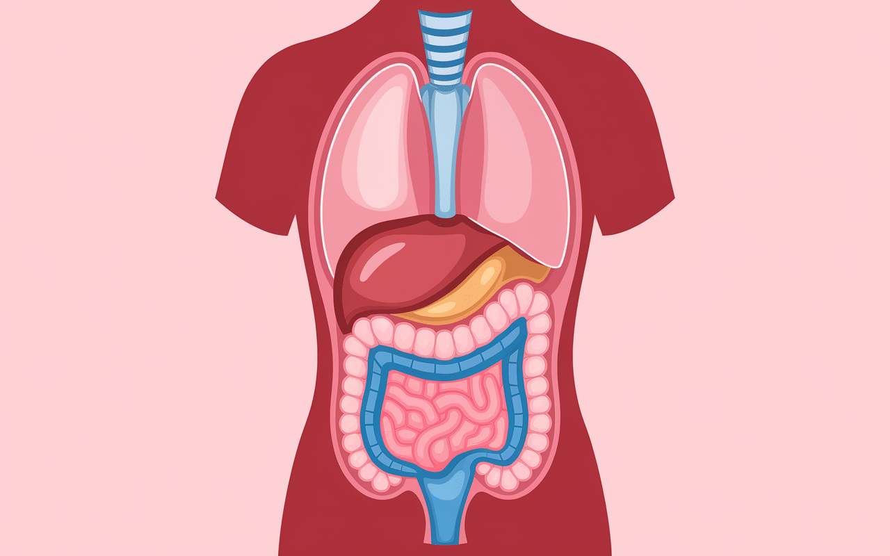 comment perdre la cellulite aux cuisses coupe transversale cuisse