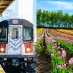 Split image showing a train at the platform on the left and vibrant flower fields on the right, representing the convenience and scenic beauty accessible with the JR Hokkaido Rail Pass.