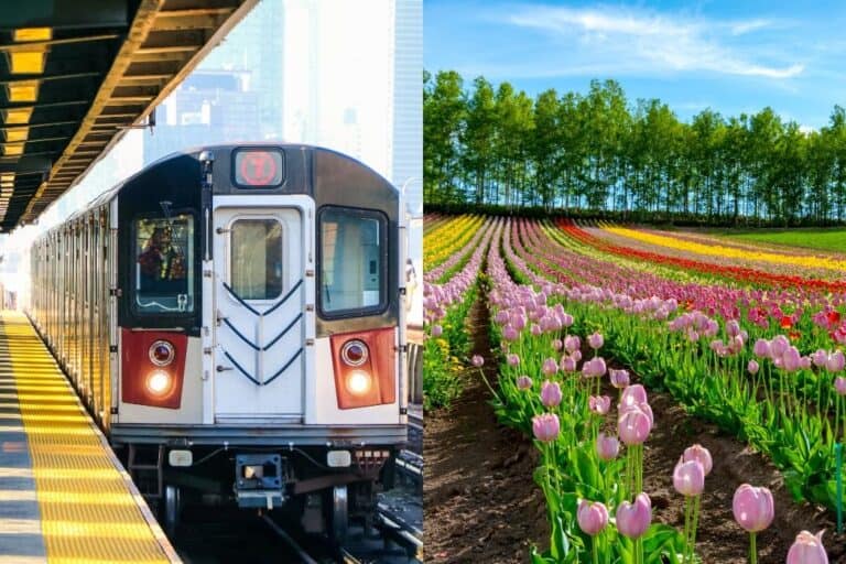 Split image showing a train at the platform on the left and vibrant flower fields on the right, representing the convenience and scenic beauty accessible with the JR Hokkaido Rail Pass.