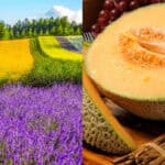 Split image showing vibrant Furano flower fields filled with lavender and marigolds on the left, and a juicy halved Furano melon on the right with its bright orange flesh and seeds. A perfect visual pairing of Furano’s iconic summer scenery and sweet melons.