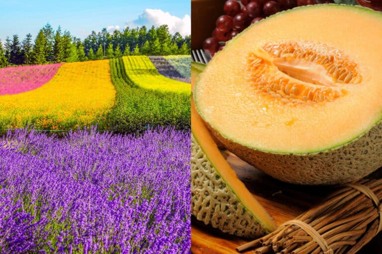 Split image showing vibrant Furano flower fields filled with lavender and marigolds on the left, and a juicy halved Furano melon on the right with its bright orange flesh and seeds. A perfect visual pairing of Furano’s iconic summer scenery and sweet melons.