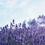 Blooming lavender field on a sunny slope in Furano, with purple flowers stretching toward the sky and a few visitors enjoying the peaceful scene in the distance—a quiet alternative to crowded flower farms.