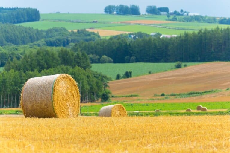 A golden hay roll resting in a harvested field in Biei, with green hills and forests in the background—classic Hokkaido countryside scenery often spotted during family road trips across the island.