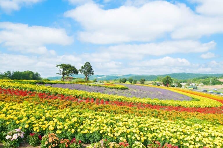 Colorful flower fields in full bloom at Shikisai no Oka in Biei, showcasing vivid rows of marigolds, lavender, and salvia under a bright summer sky.
