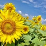 Sunflower fields in Hokkaido with a sunny sky background