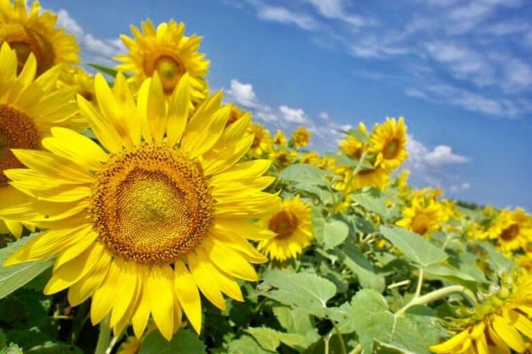 Sunflower fields in Hokkaido with a sunny sky background