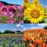A vibrant collage of Hokkaido flower park highlights, featuring cosmos, sunflowers, orange lilies, and purple sage fields with colorful seasonal blooms.