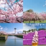 Spring collage of cherry blossoms in full bloom across Hokkaido, from pink petals in parks to Shibazakura fields and riverside views. Ideal for showcasing why mid-April is the best time to visit Hokkaido in spring.