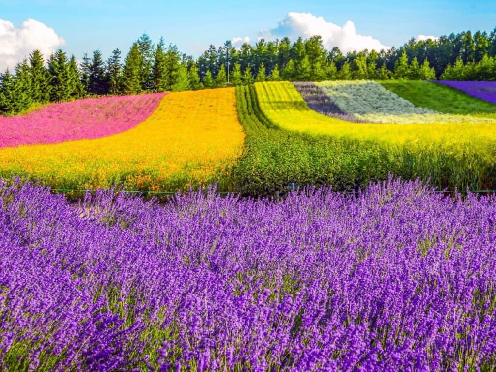 Rolling hills in Furano blanketed in rows of blooming lavender, marigold, and other wildflowers—a dreamy stop on a 2 week Hokkaido itinerary.