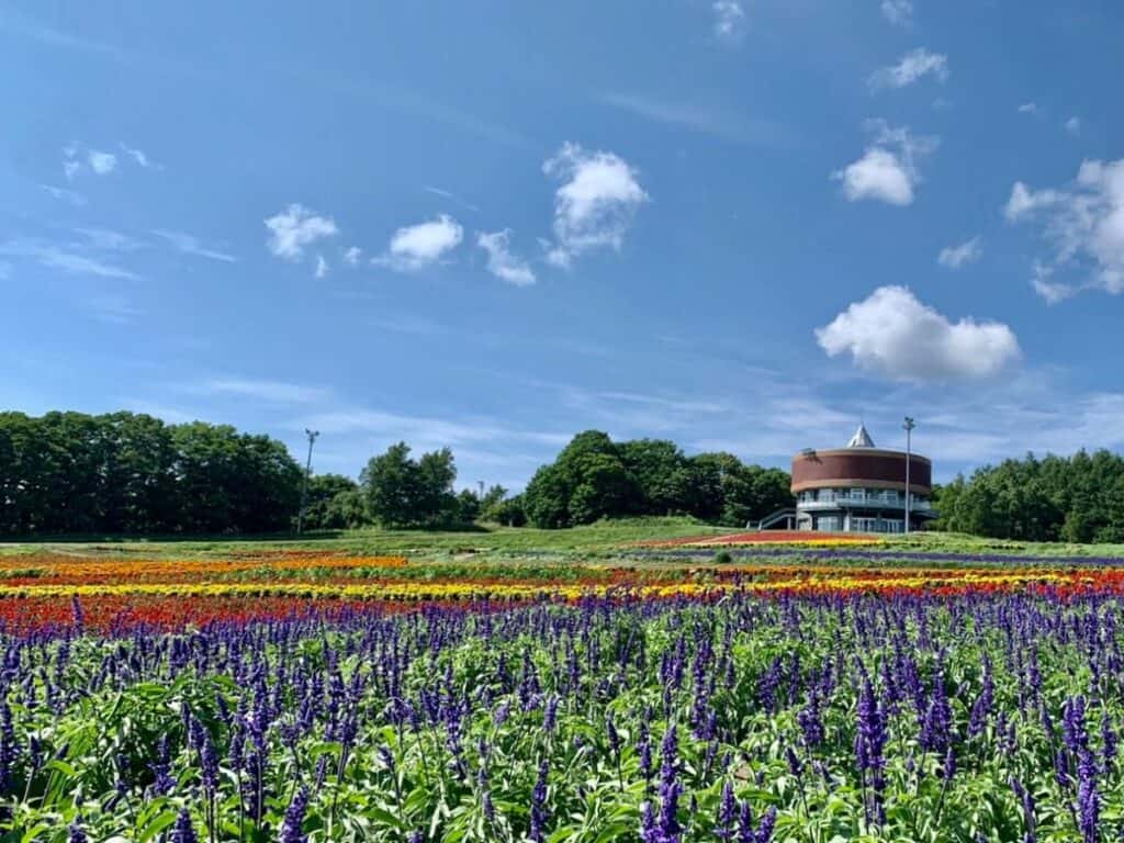 A wide shot of Hanatento flower fields in Abashiri, showcasing neatly lined rows of vibrant flowers under a clear blue sky—perfect for nature lovers on a 2 week Hokkaido itinerary.