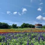 Colorful flower rows in pink, yellow, and orange at Hana Tento flower park in Abashiri, backed by a circular building and green trees.