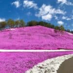 A breathtaking hillside in Higashimokoto Shibazakura Park, blanketed in vivid pink moss phlox under a bright blue May sky. One of the most iconic sights in Hokkaido in May, with winding walking paths and early spring scenery.