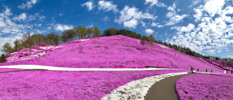 A breathtaking hillside in Higashimokoto Shibazakura Park, blanketed in vivid pink moss phlox under a bright blue May sky. One of the most iconic sights in Hokkaido in May, with winding walking paths and early spring scenery.