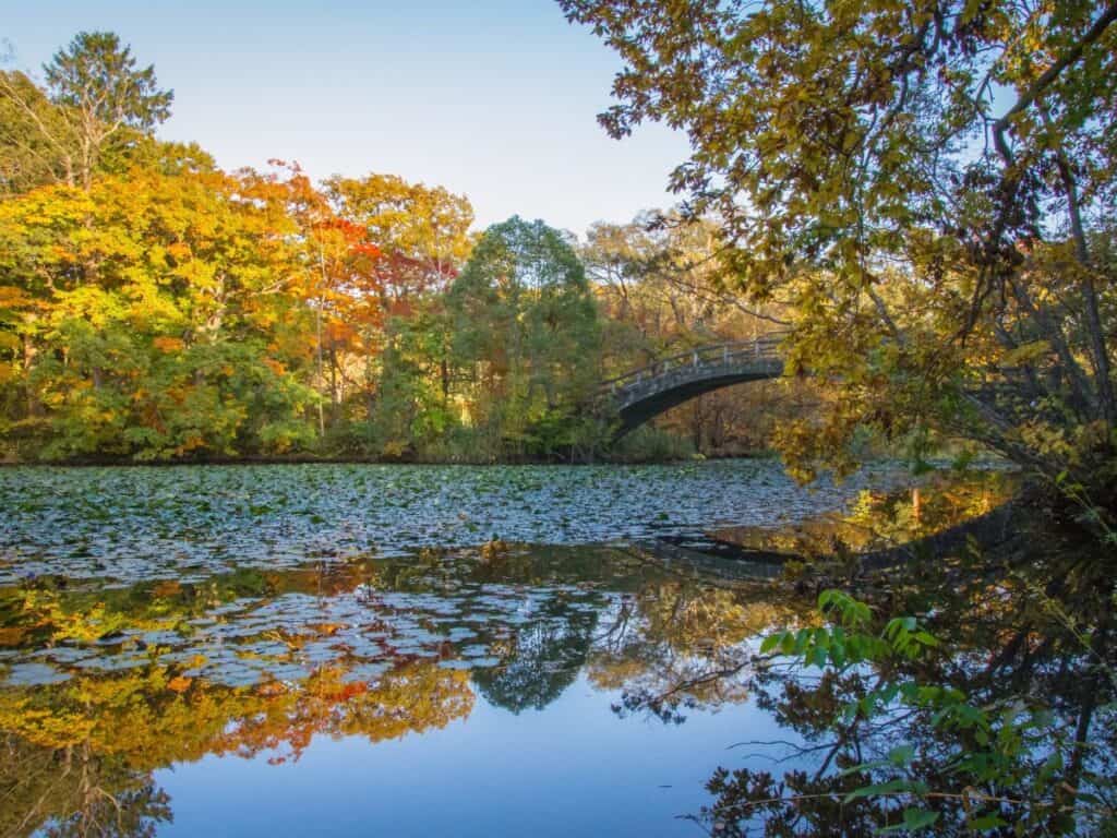 A pond framed by autumn foliage at Onuma Park near Hakodate, Hokkaido, Japan