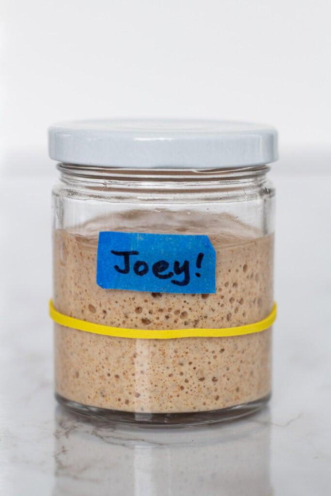 Jar of sourdough starter labeled Joey, ready to use for baking cranberry walnut bread.