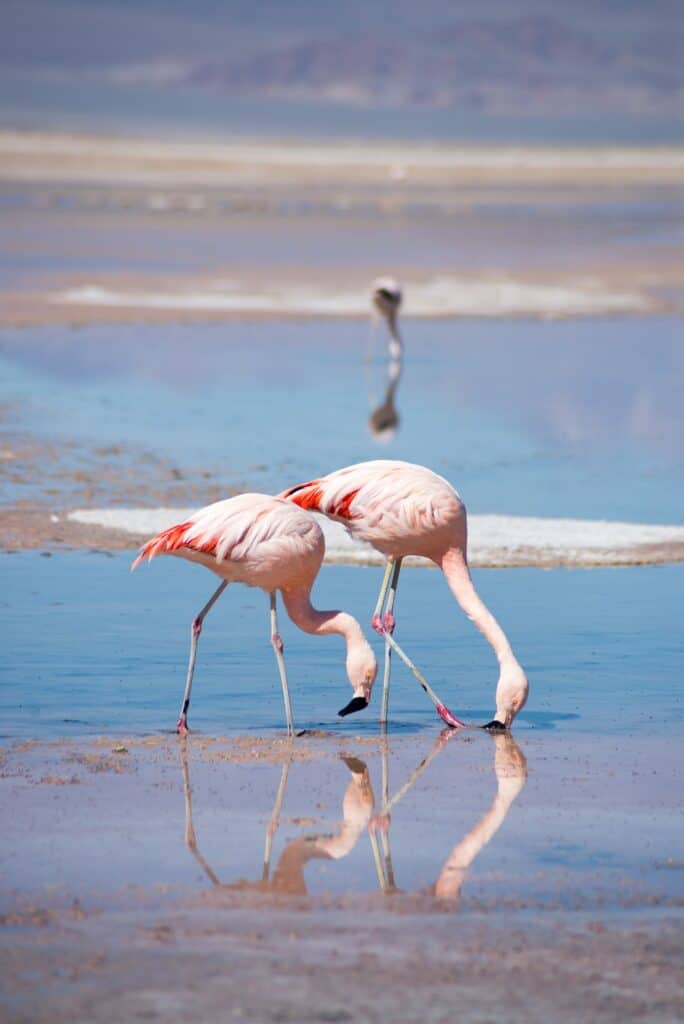 AVEIRO FLAMINGOS