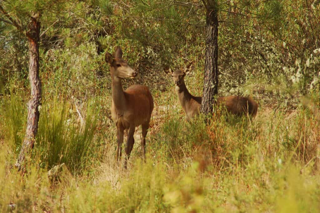 Bragança - Portugal Montesinho DEERS