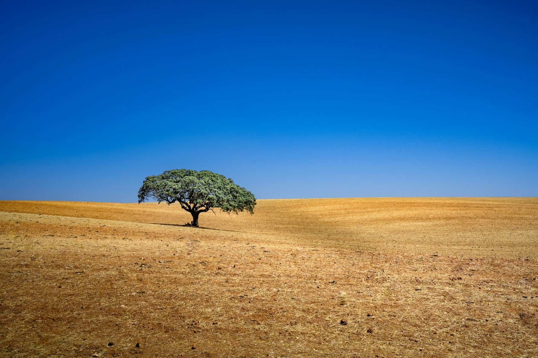 Beja - Portugal - Alentejo Landscape