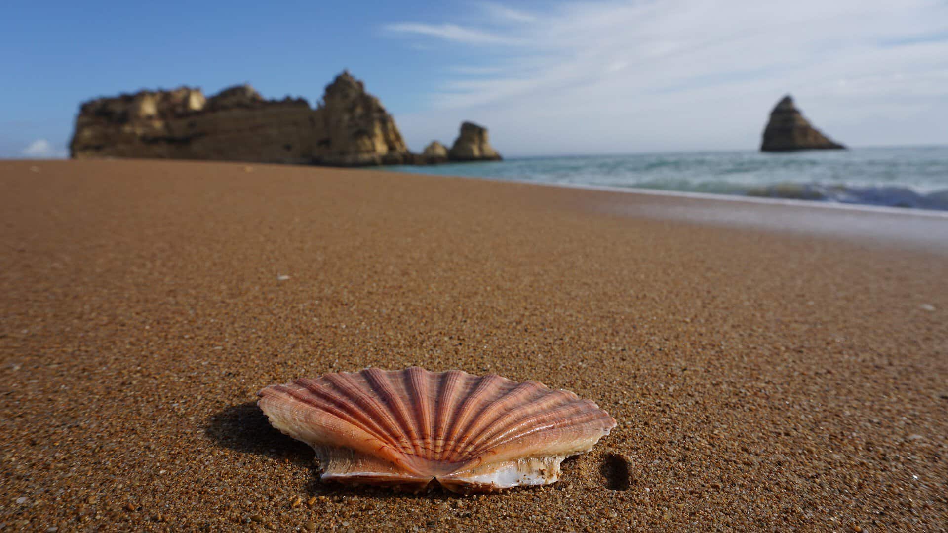 Algrave-Potugal-beach-Shell