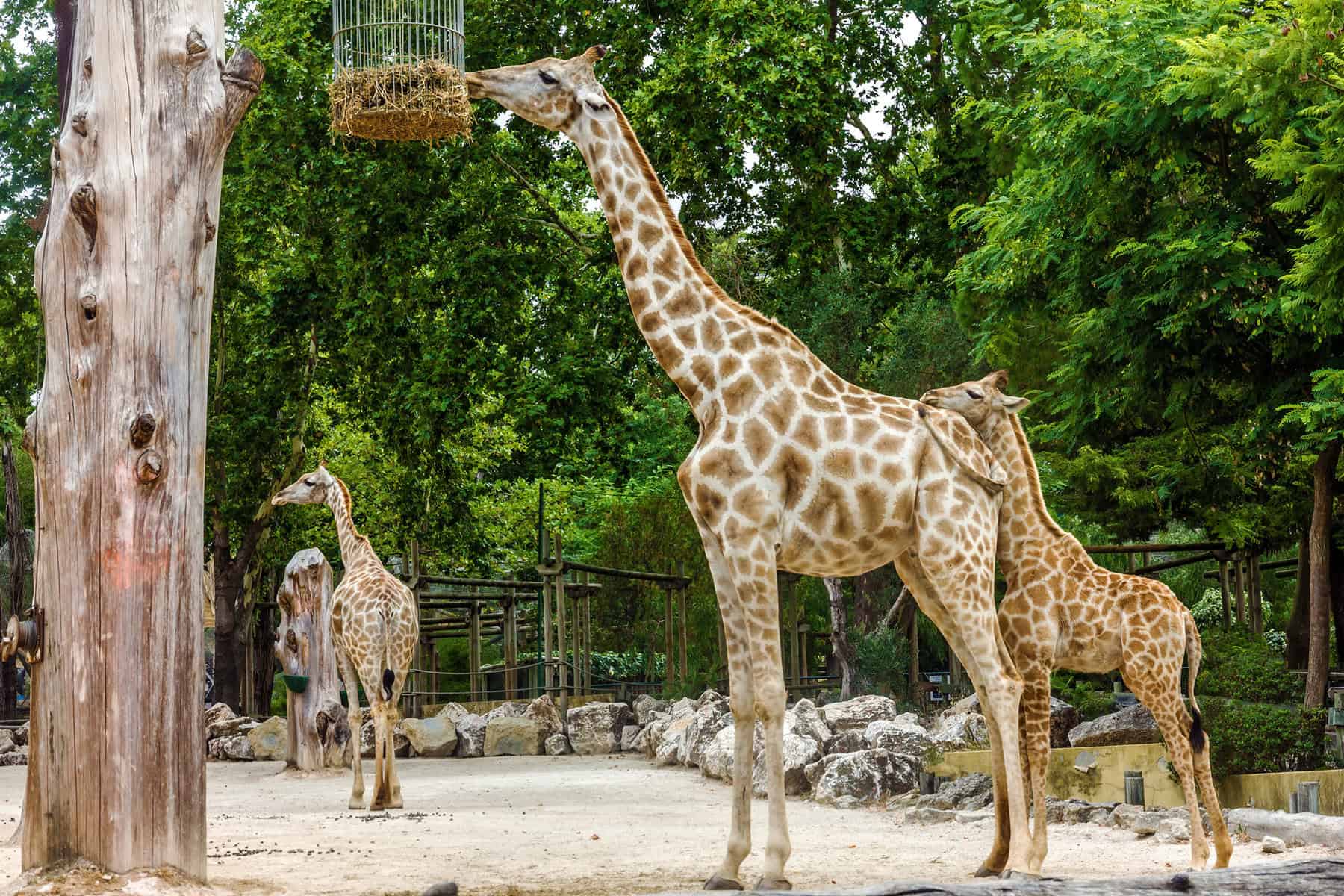 Giraffe-feeding-in-garden-Lisbon-zoo