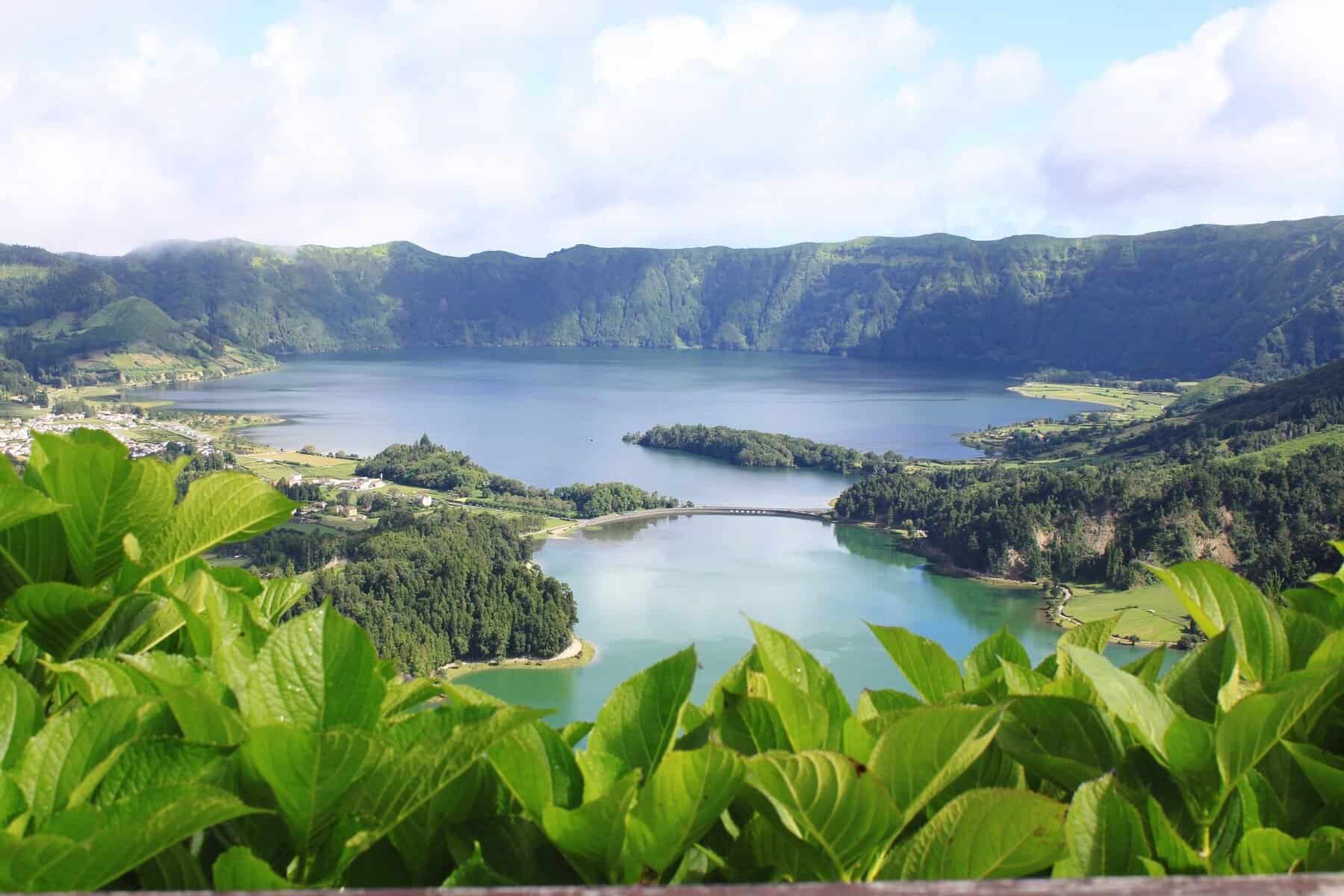azores-sao-miguel-sete-plants