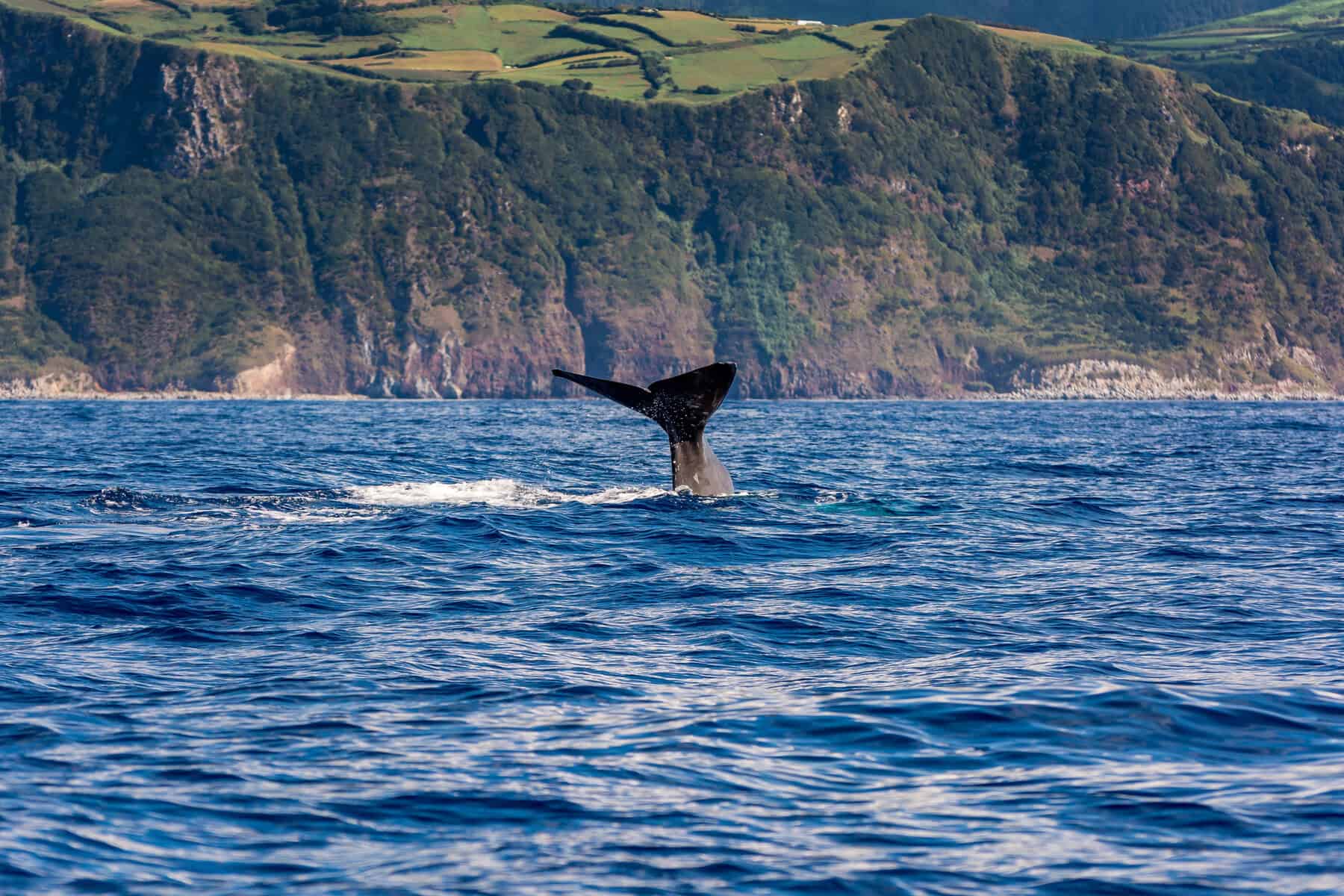 azores-sao-miguel-whale-watching