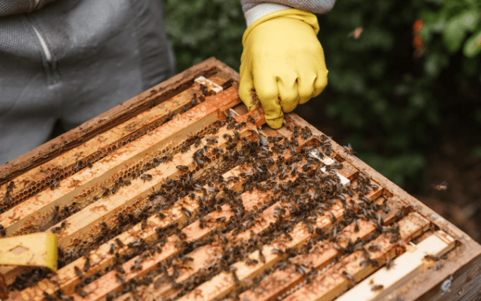 Beekeeper's hands in nitrile gloves inspecting honeycombs full of bees.