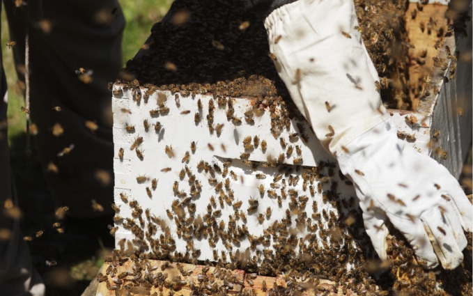 Beekeeper's hands in nitrile gloves inspecting a beehive.