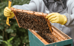 Beekeeper in nitrile gloves inspecting honeycombs full of bees.