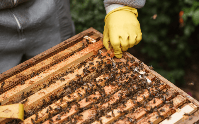 Beekeeper's hands in yellow nitrile gloves inspect honeycombs full of bees.