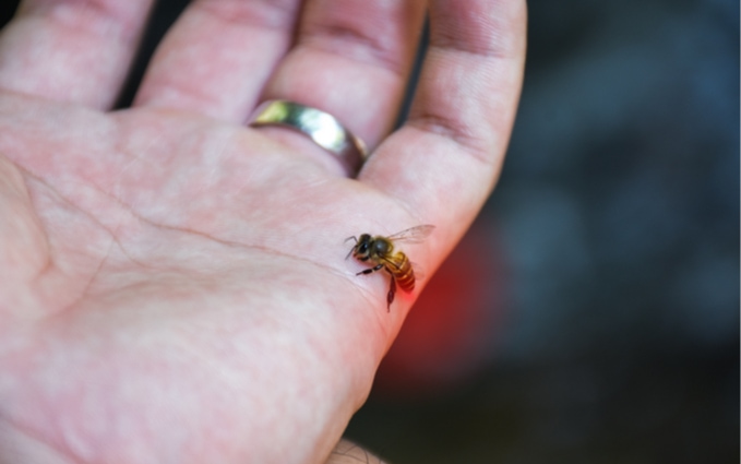Honeybee resting on a hand wearing a nitrile glove.
