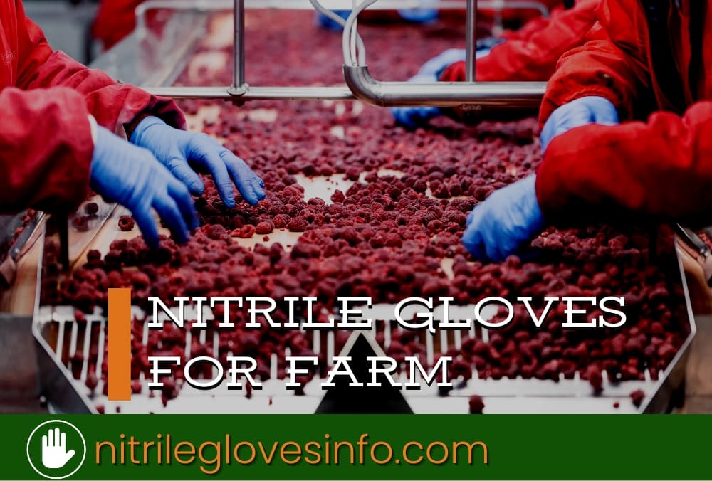 Farmworkers wearing nitrile gloves harvest raspberries. Best nitrile gloves for farming.