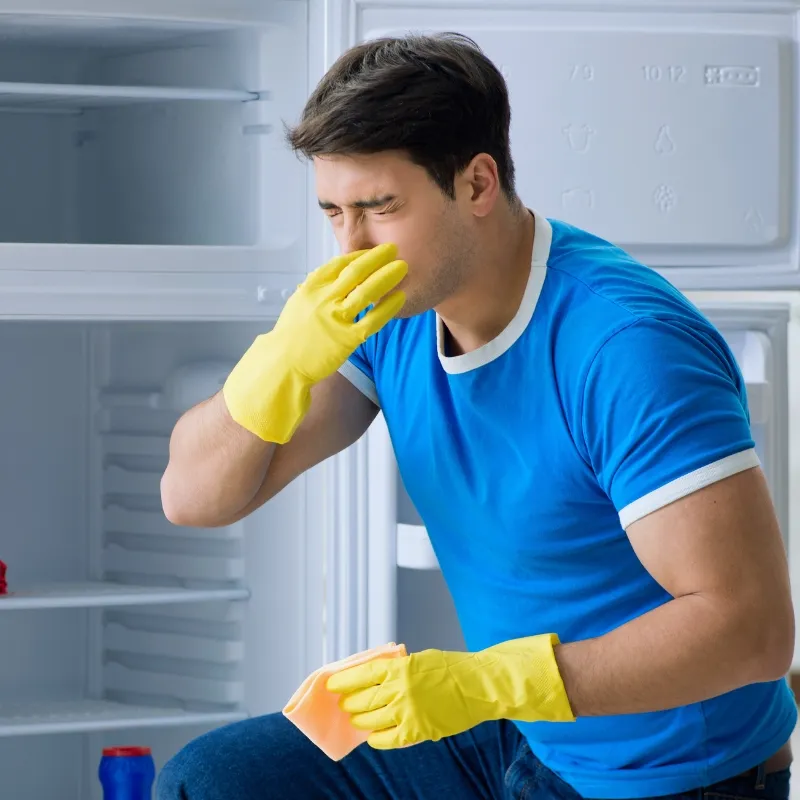 Person putting on a purple nitrile glove. Good glove thickness is important.