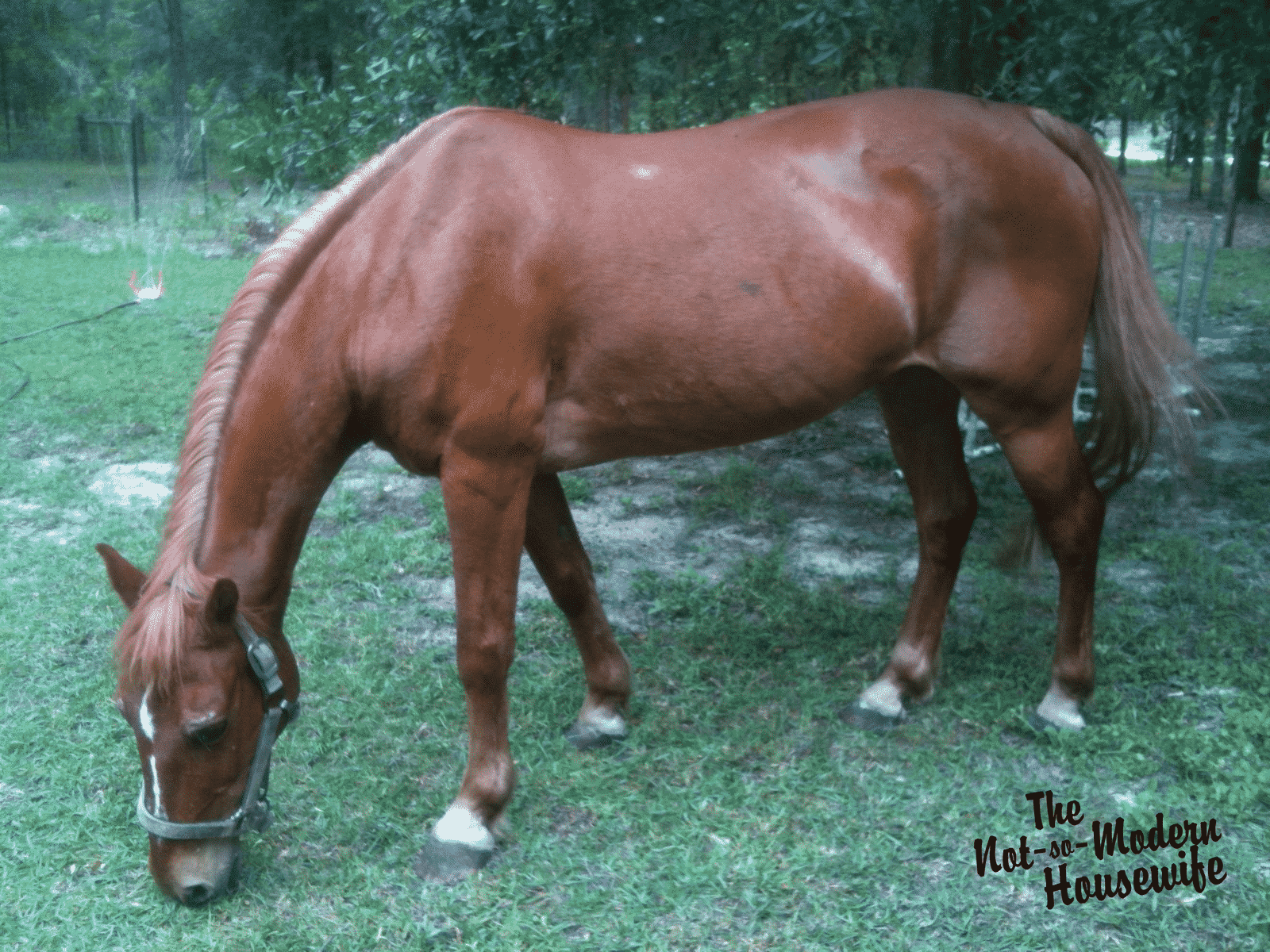 Feeding Horses