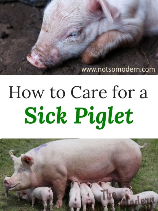 7 Essential Tips on How to Treat a Sick Pig Effectively | The Not so Modern Housewife How to Care for a Sick Piglet - Yorkshire piglet and sow with piglets