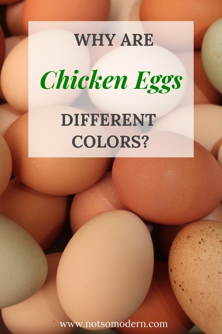 Why Are Chicken Eggs Different Colors? | The Not so Modern Housewife Pile of chicken eggs in various shades - Why Are Chicken Eggs Different Colors?