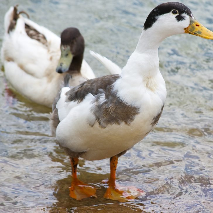 Raising Ducks for Eggs | The Not so Modern Housewife Best Duck Breeds for Eggs - Magpie
