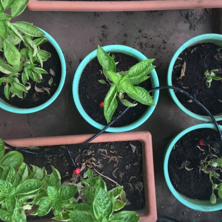 4 Brilliant Self Watering System for Pots That Make Gardening Easy | The Not so Modern Housewife a group of plants in pots - drip irrigation line for container garden - self watering system for pots