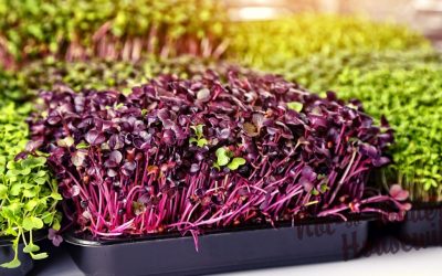 How to Easily Grow Microgreens Indoors in Trays