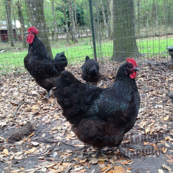 The Ultimate Guide: 12 Steps to Raising Backyard Chickens for Eggs | The Not so Modern Housewife black Australorp chickens - choose the right chicken breed - raising backyard chickens